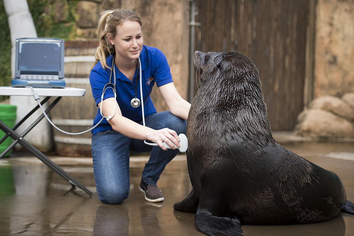 careers-vet-nurse-saambr-ori-ushaka-sea-world-ocean-research-durban-kzn-south-africa