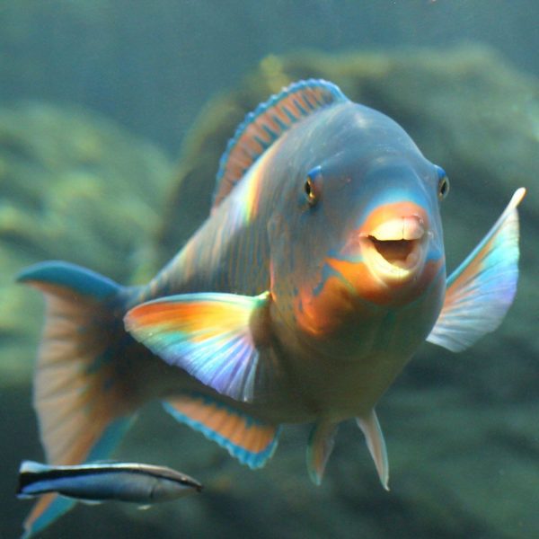 Fishy-Friday-Parrot-fish-scaled