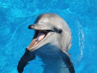 Zulu-ori-seaworld-saambr-kzn-oceanographic-research