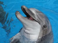 ori-seaworld-kelpie-dolphin-marine-kzn