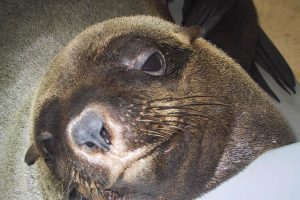 seals-ushaka-sea-world-Moya-saambr-rescue-south-african-association-for-marine-biological-research-ori-durban-kzn