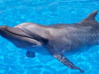 seaworld-afrika-ori-research-kzn-marine-dolfin