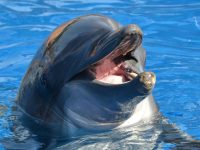 seaworld-ori-saambr-kanye-kzn-marine