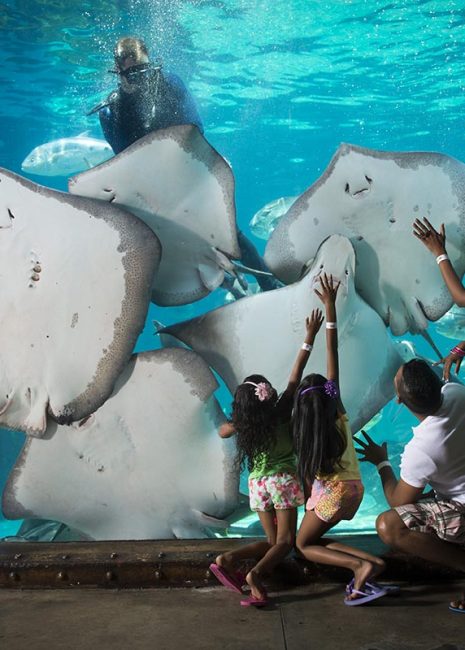 ushaka-sea-world-saambr-aquarium-south-african-association-for-marine-biological-research-ori-durban-kzn