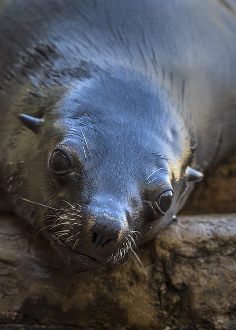 ushaka-sea-world-saambr-seals-south-african-association-for-marine-biological-research-ori-durban-kzn