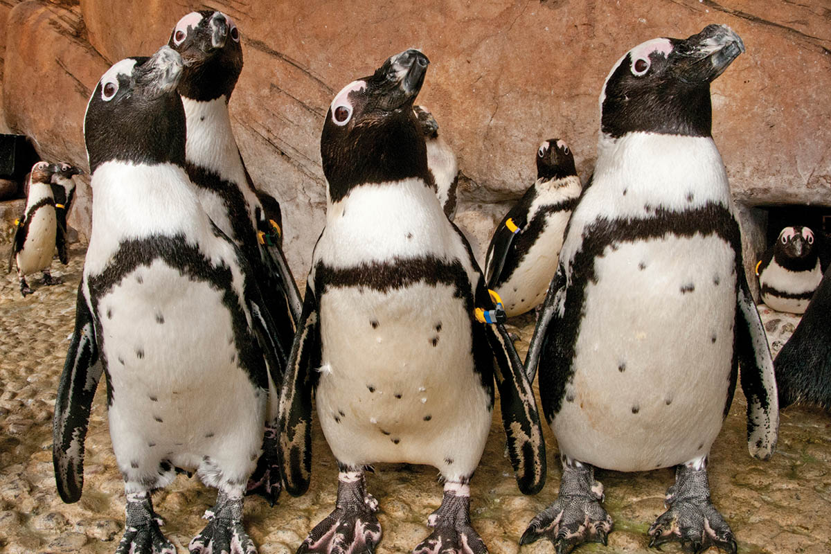 ushaka-sea-world-saambr-penguins-south-african-association-for-marine-biological-research-ori-durban-kzn