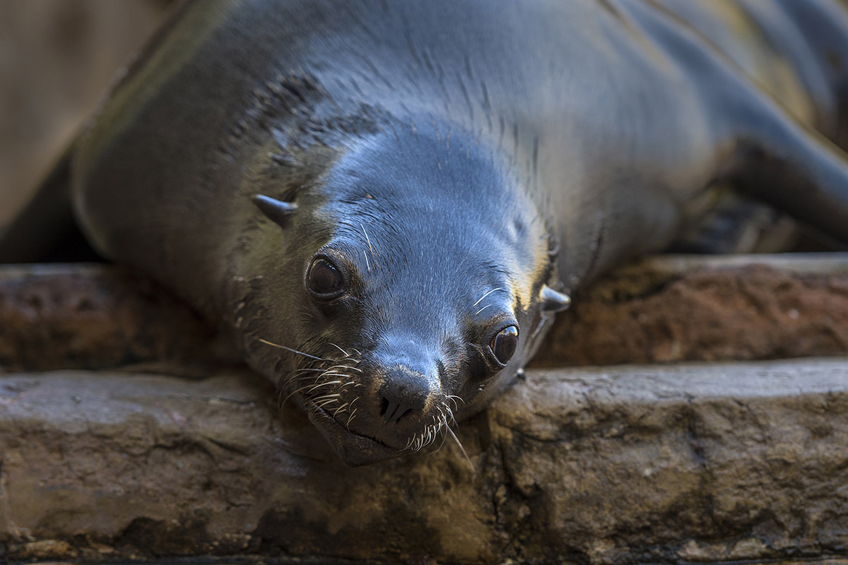 ushaka-sea-world-saambr-seals-south-african-association-for-marine-biological-research-ori-durban-kzn