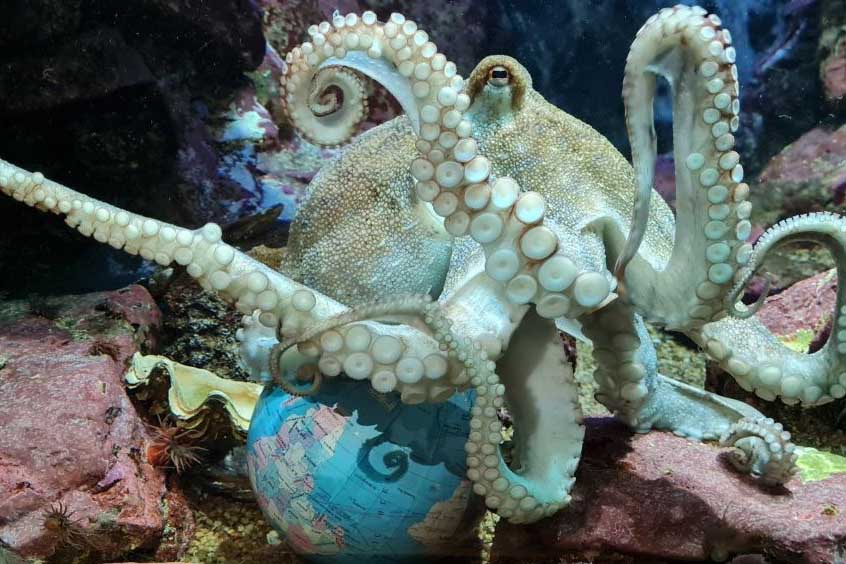 WOD-Octopus-and-globe-web