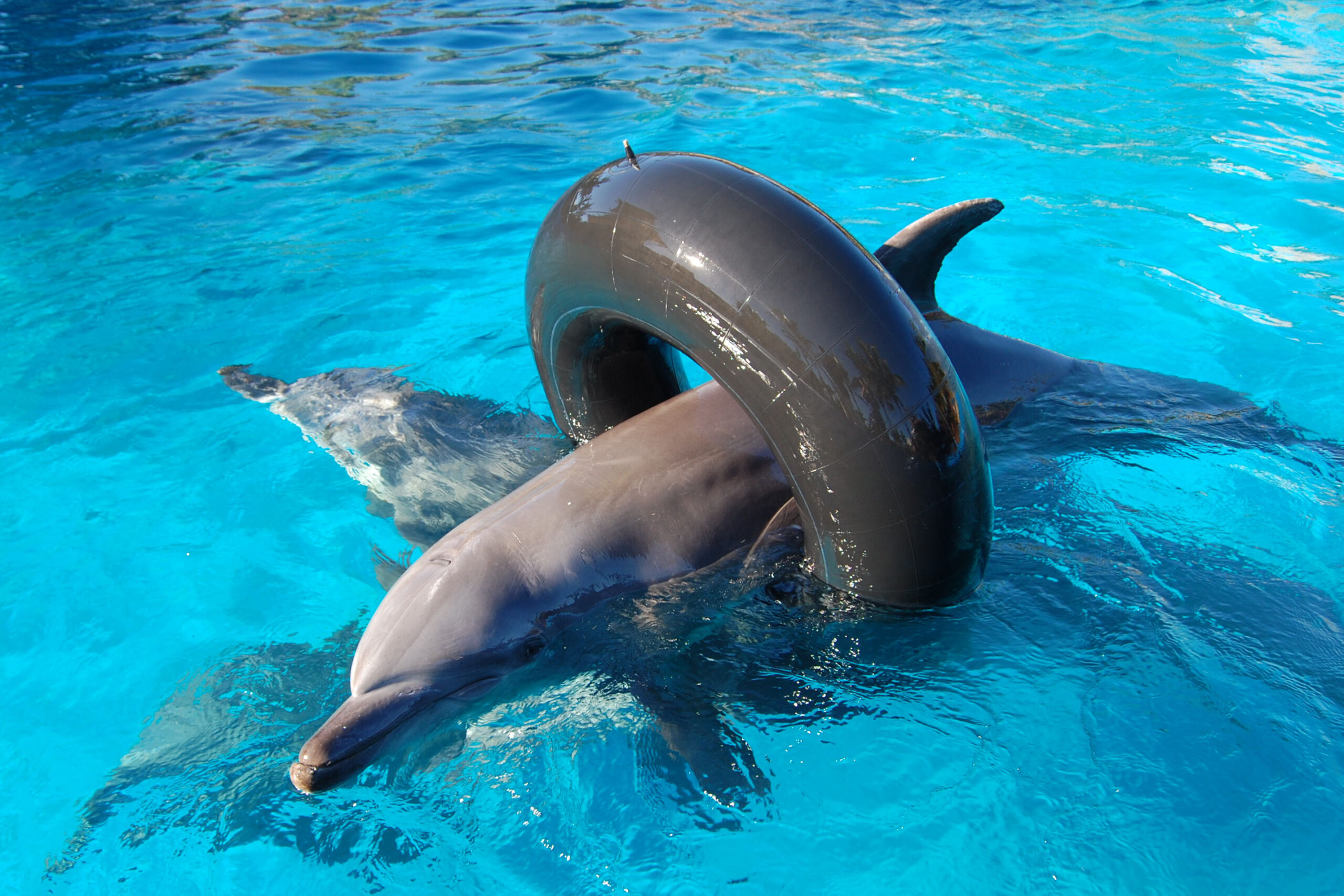 dolphin-enrichment-toys-ushaka-sea-world-SAAMBR