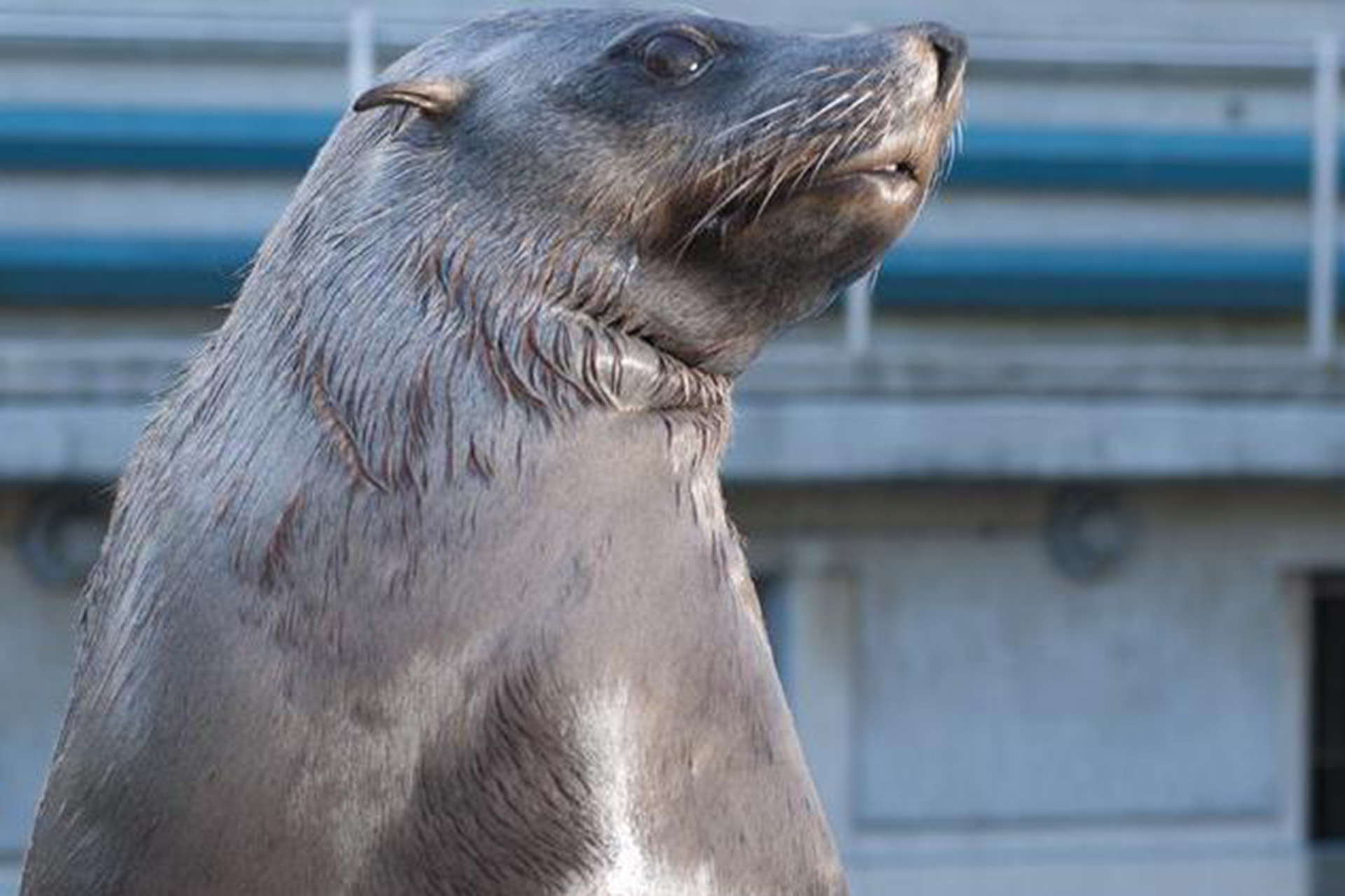 jabu-cape-fur-seal-ushaka-iconic