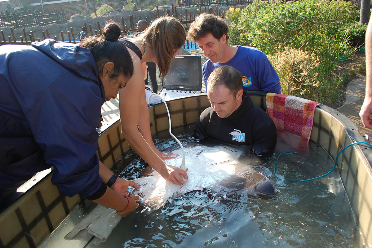 ushaka-sea-world-saambr-veterinary-care-south-african-association-for-marine-biological-research-ori-durban-kzn