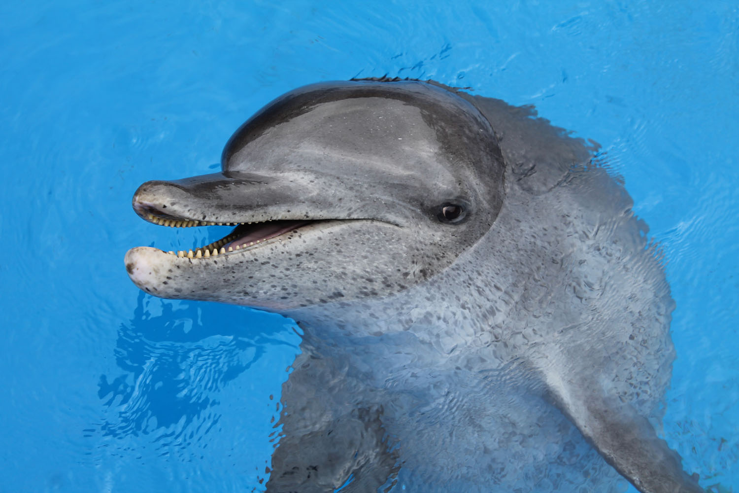 Frodo-seaworld2-ori-saambr-kzn-dolphins-oceanographic-research