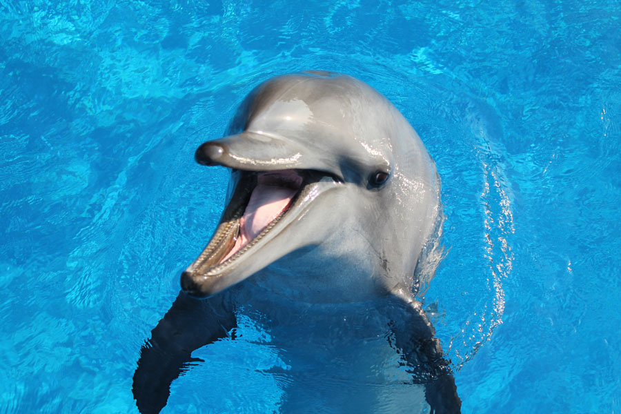 Zulu-ori-seaworld-saambr-kzn-oceanographic-research