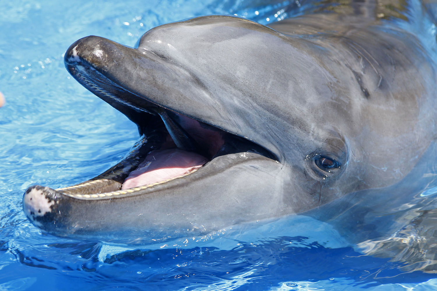 dolphins-ushaka-sea-world-Gambit-saambr-rescue-dolphins-whales-south-african-association-for-marine-biological-research-ori-durban-kzn