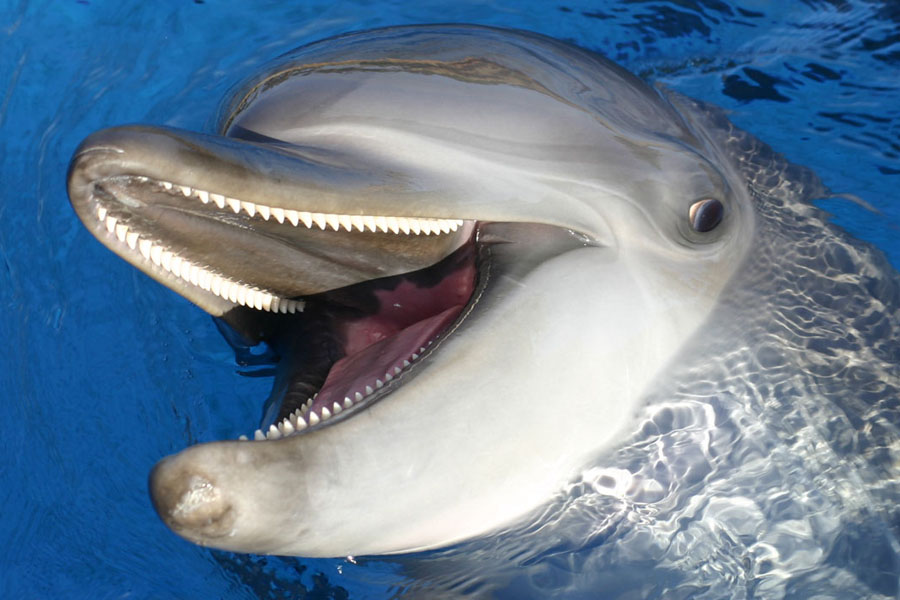 dolphins-ushaka-sea-world-Ingelosi-saambr-rescue-dolphins-whales-south-african-association-for-marine-biological-research-ori-durban