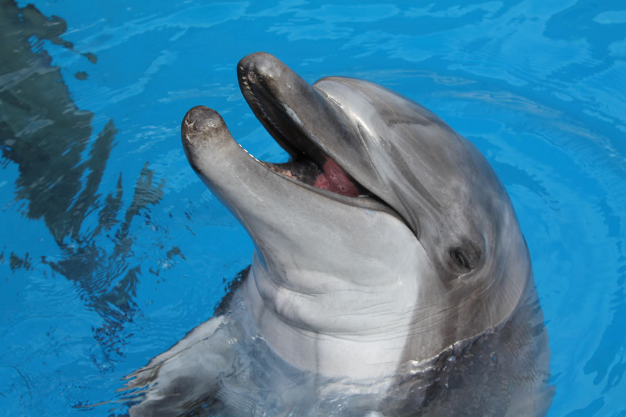 ori-seaworld-kelpie-dolphin-marine-kzn