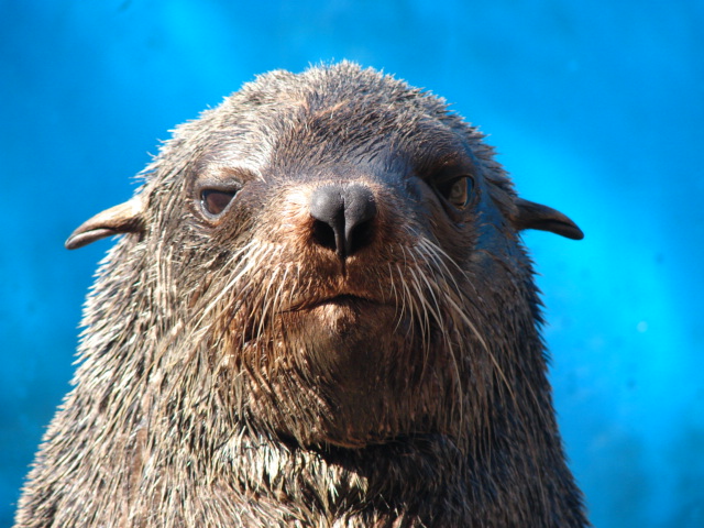 seals-ushaka-sea-world-Hlabathi-saambr-rescue-south-african-association-for-marine-biological-research-ori-durban-kzn