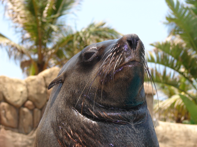 seals-ushaka-sea-world-Hobi-saambr-rescue-south-african-association-for-marine-biological-research-ori-durban-kzn