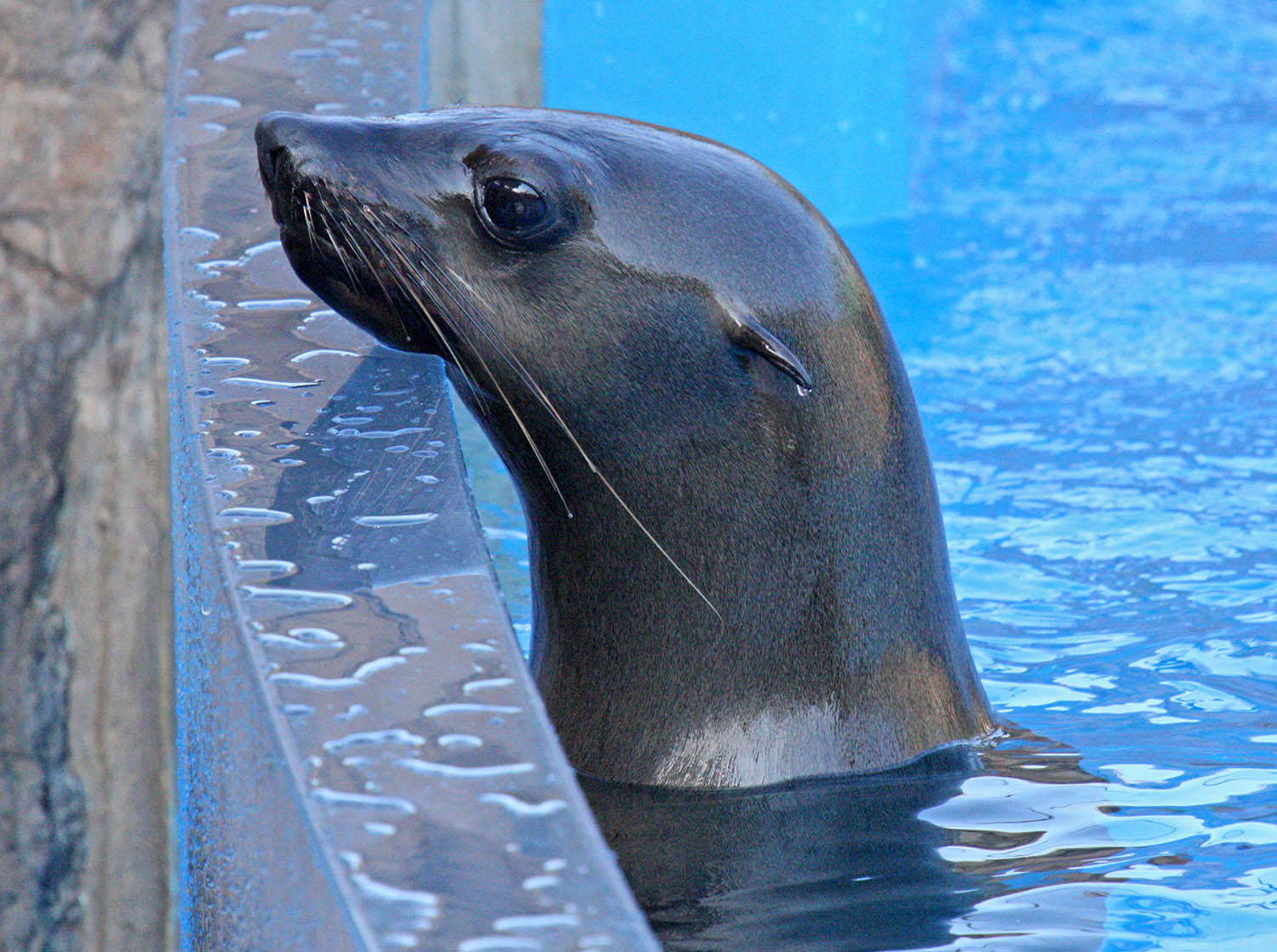 seals-ushaka-sea-world-Ilanga-saambr-rescue-south-african-association-for-marine-biological-research-ori-durban-kzn