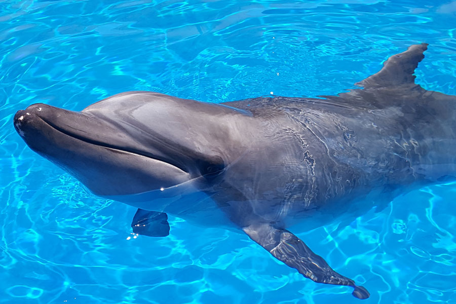 seaworld-afrika-ori-research-kzn-marine-dolfin