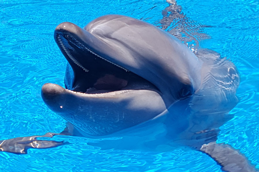 seaworld-khetiwe-ori-saambr-kzn-oceanic