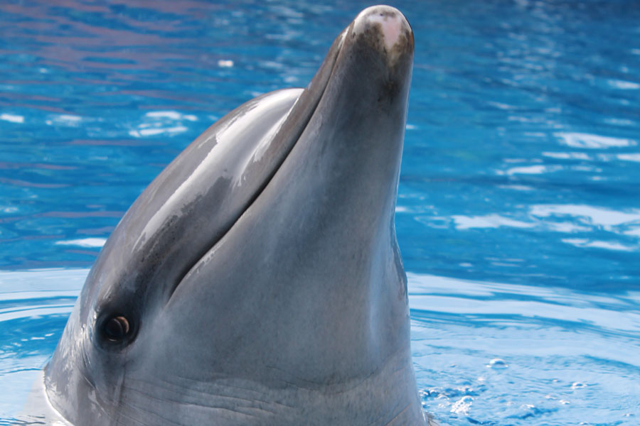 seaworld-ori-kwezi-dolphin-saambr-oceanic-research