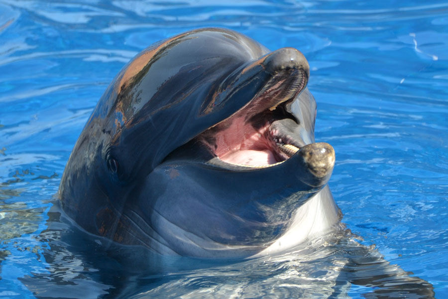 seaworld-ori-saambr-kanye-kzn-marine