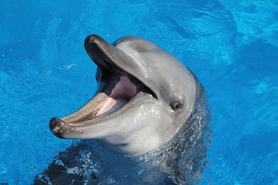 seaworld-tombi-ori-saambr-kzn