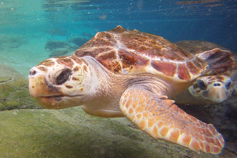 turtles-ushaka-sea-world-DJ-saambr-rescue-south-african-association-for-marine-biological-research-ori-durban-kzn2