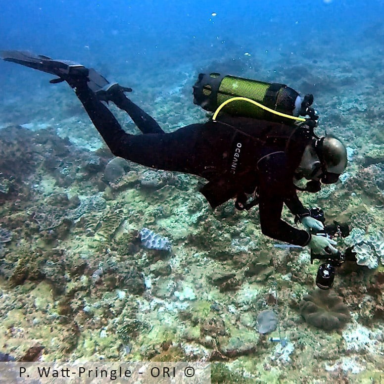 A scientist surveys the coral community using a series of photo-quadrats that will later be analysed in the laboratory.